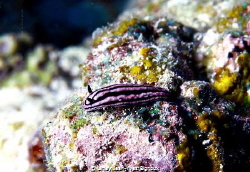 Nudibranch at 18 metres ,Balaclava Mauritius. by Linley Jean-Yves Bignoux 